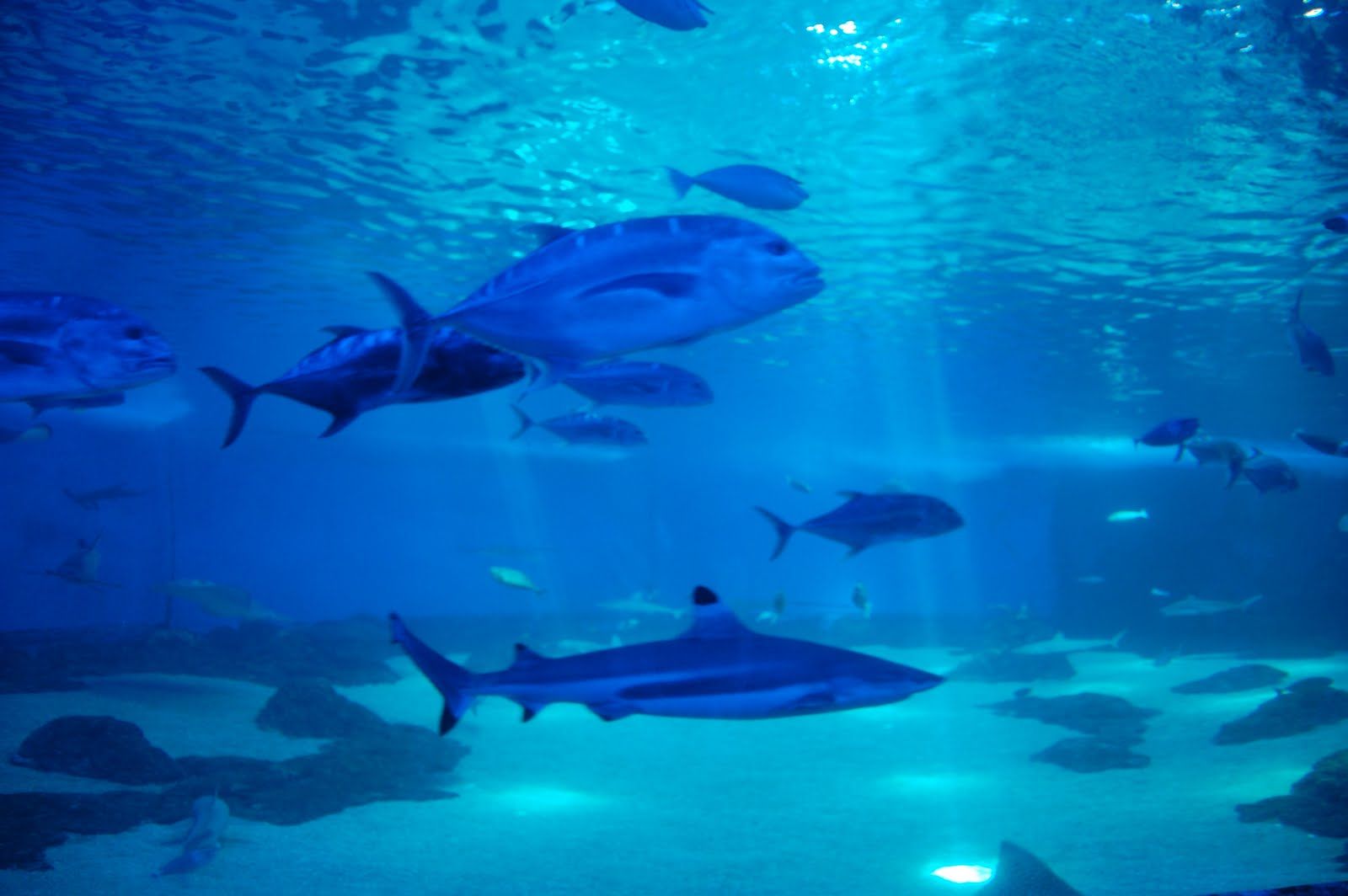 Tue Oct 12 2010 15:21:17 GMT+0000 (Coordinated Universal Time), NIKON CORPORATION NIKON D40