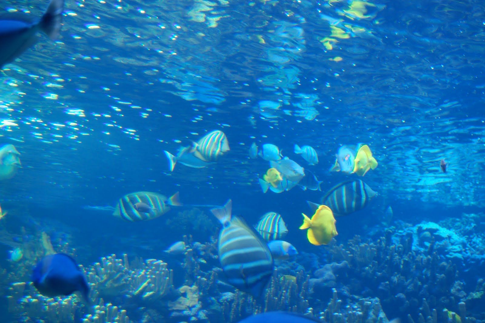 Tue Oct 12 2010 14:21:11 GMT+0000 (Coordinated Universal Time), NIKON CORPORATION NIKON D40