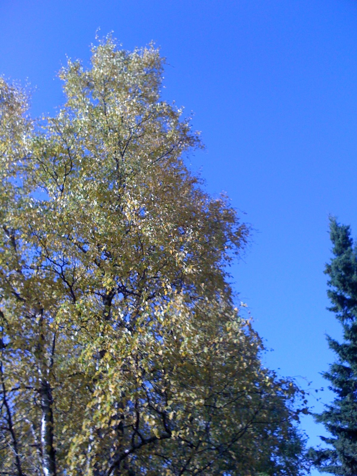 Sat Sep 26 2009 15:01:13 GMT+0000 (Coordinated Universal Time), Apple iPhone