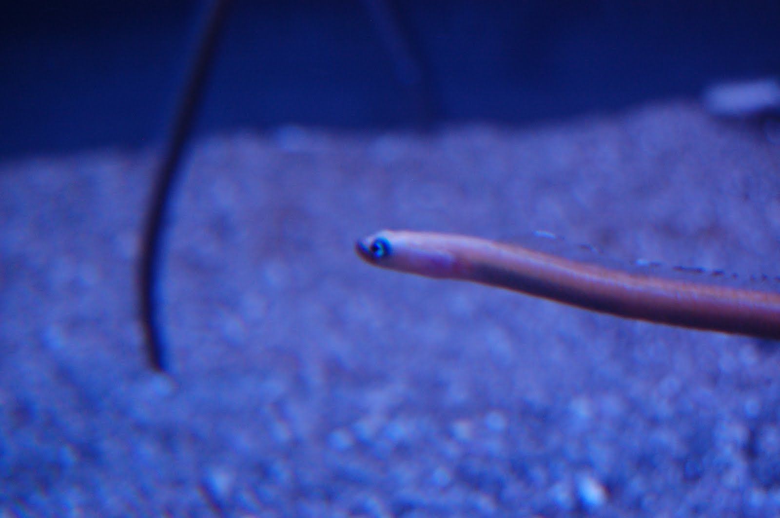 Tue Oct 12 2010 14:40:50 GMT+0000 (Coordinated Universal Time), NIKON CORPORATION NIKON D40