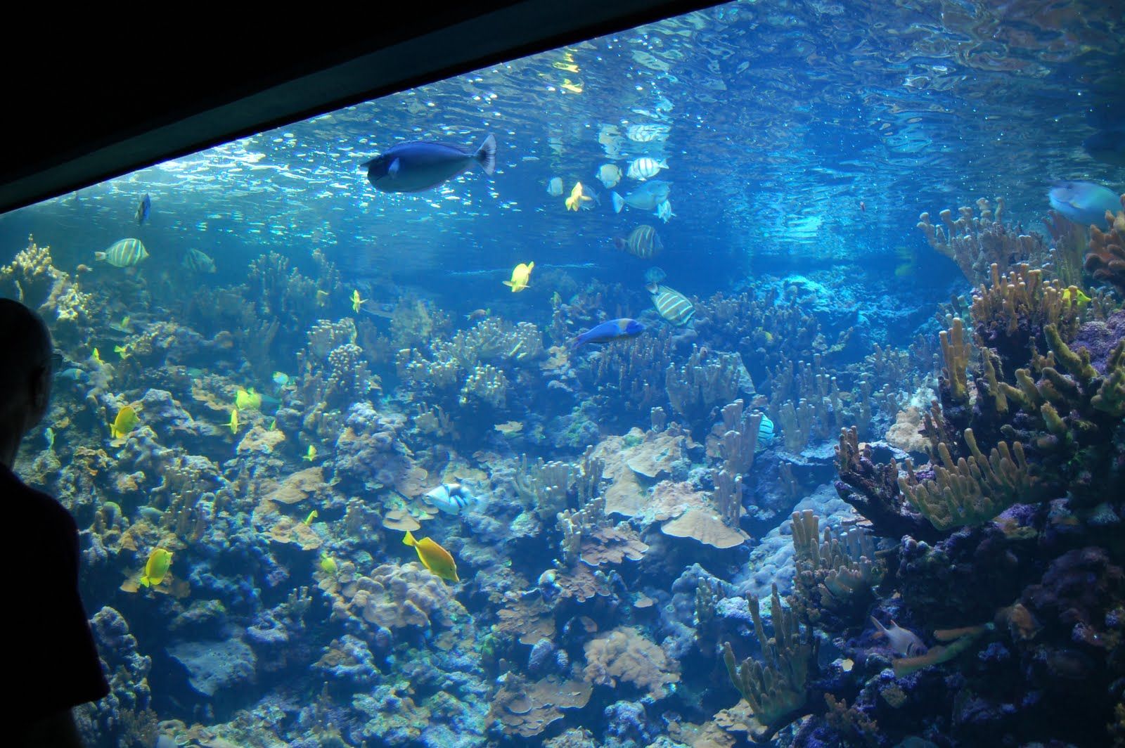 Tue Oct 12 2010 14:20:49 GMT+0000 (Coordinated Universal Time), NIKON CORPORATION NIKON D40