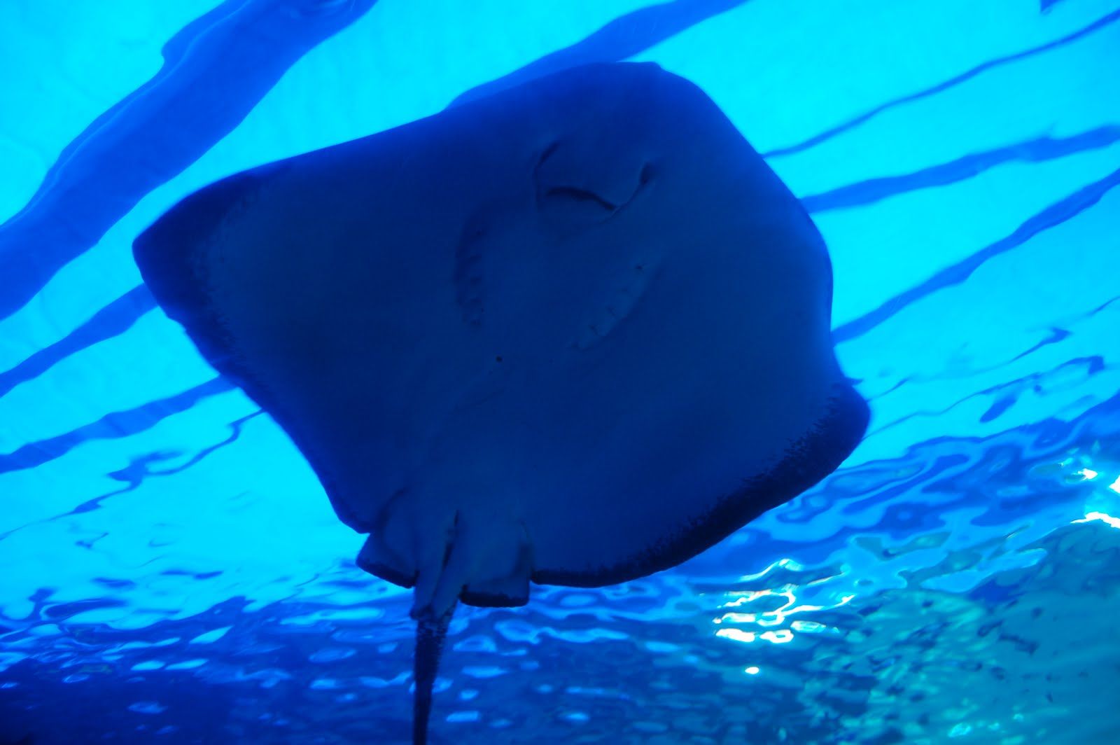 Tue Oct 12 2010 15:21:50 GMT+0000 (Coordinated Universal Time), NIKON CORPORATION NIKON D40