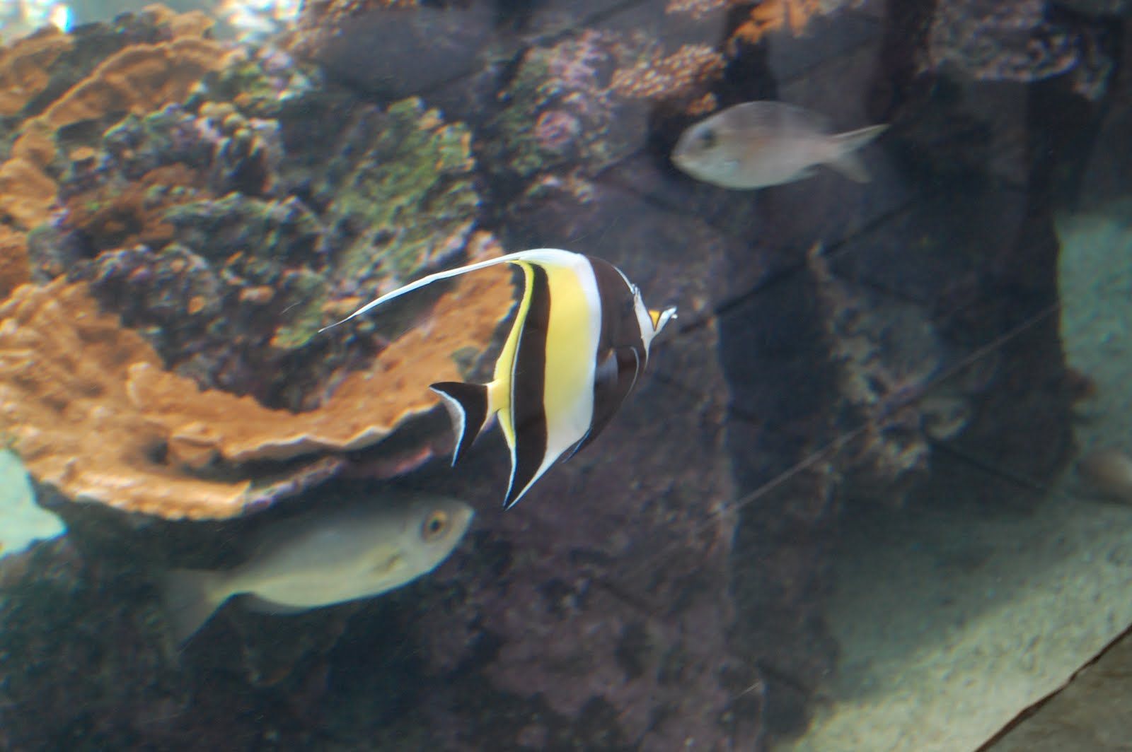 Tue Oct 12 2010 14:19:55 GMT+0000 (Coordinated Universal Time), NIKON CORPORATION NIKON D40